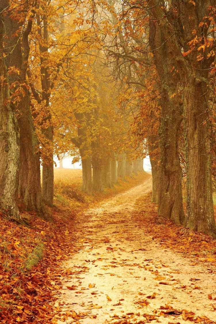 autumn autumn colours brown countryside